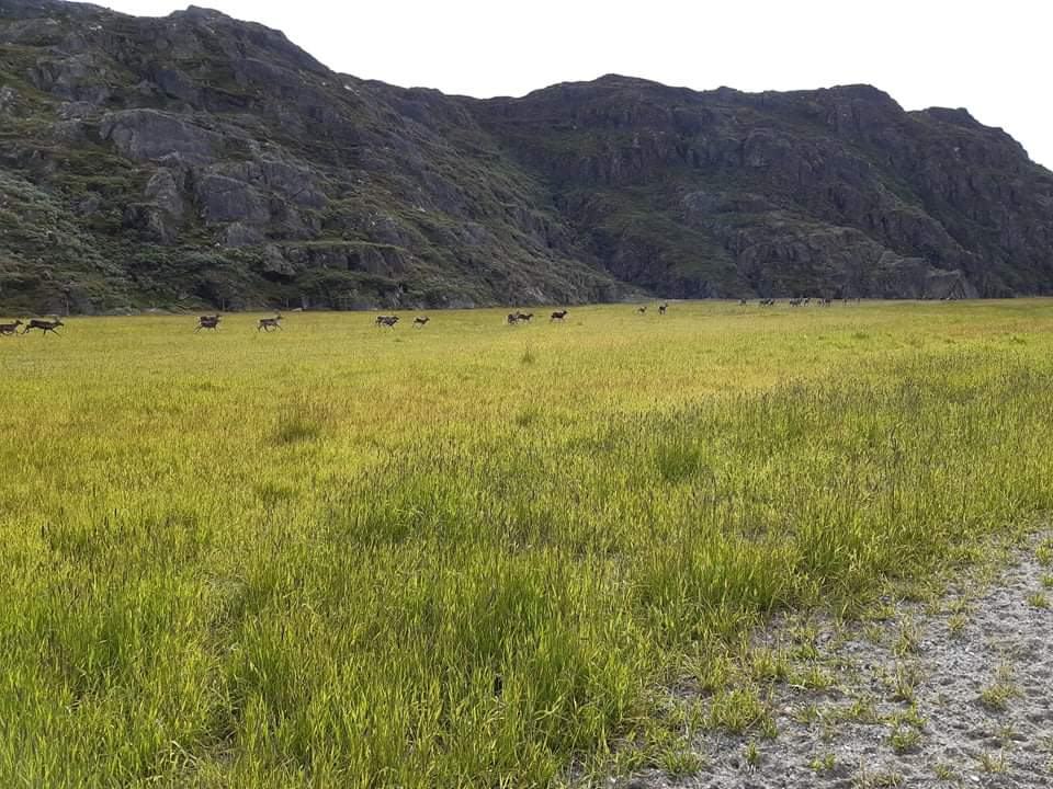 Reindeer grazing on a cultivated field beneath cliffs